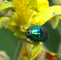 Acmaeodera viridaenea