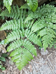 Athyrium opacum