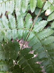 Athyrium opacum