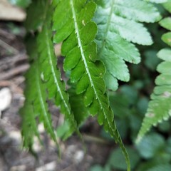 Athyrium opacum