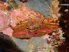 Petrolisthes tuberculosus