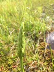 Spiranthes romanzoffiana