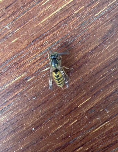 Common European Yellowjacket