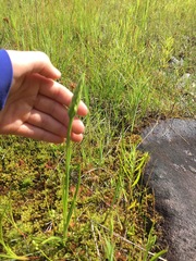 Spiranthes romanzoffiana