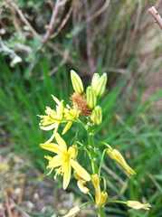 Bulbine