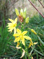 Bulbine