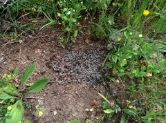 Reticulitermes lucifugus