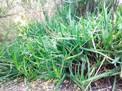 Bulbine