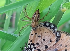 Oxyopes javanus