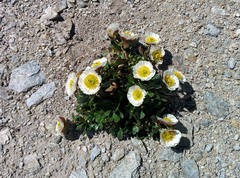 Ranunculus glacialis