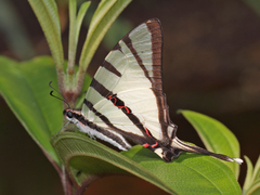 Graphium agetes agetes