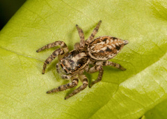 Leptofreya bifurcata