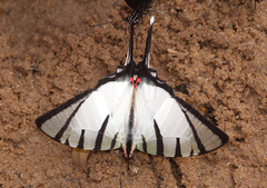 Graphium agetes agetes