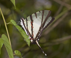 Graphium agetes