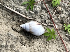 Lissachatina fulica