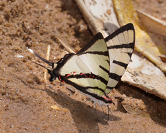 Graphium agetes