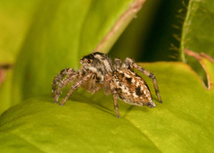 Leptofreya bifurcata