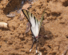 Graphium agetes