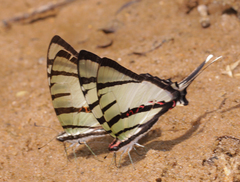 Graphium agetes