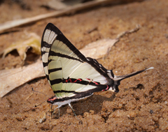 Graphium agetes