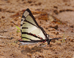 Graphium agetes agetes