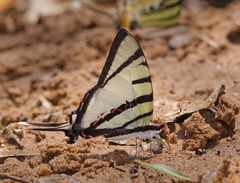 Graphium agetes