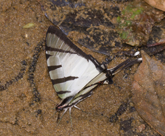 Graphium agetes