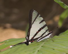Graphium agetes agetes