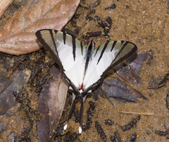 Graphium agetes agetes