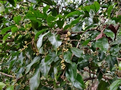Aglaia lawii