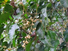 Aglaia lawii