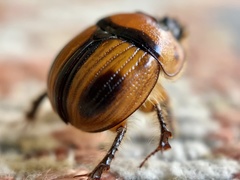 Bolbocerosoma confusum
