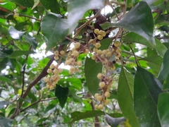 Aglaia lawii