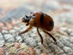 Bolbocerosoma confusum