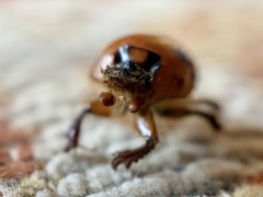 Bolbocerosoma confusum