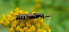 Myzinum carolinianum