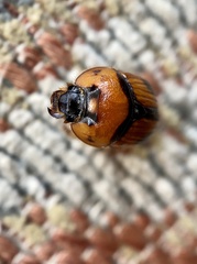 Bolbocerosoma confusum