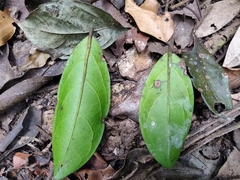 Anacolosa densiflora