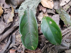 Anacolosa densiflora