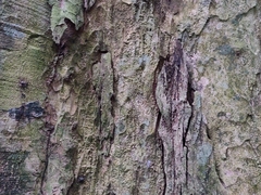 Anacolosa densiflora