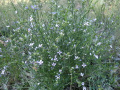 Cyanothamnus coerulescens