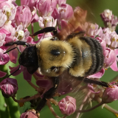 Bombus griseocollis