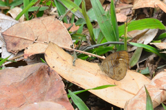 Mycalesis junonia