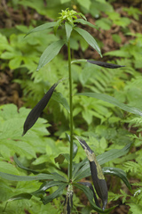 Lilium distichum