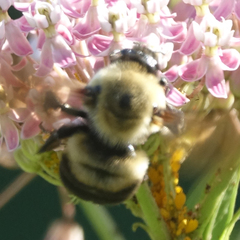 Bombus griseocollis