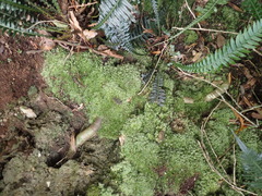 Leucobryum rehmannii