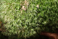 Leucobryum rehmannii