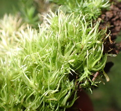 Leucobryum rehmannii