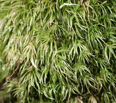 Leucobryum rehmannii