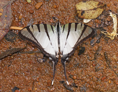 Graphium agetes agetes